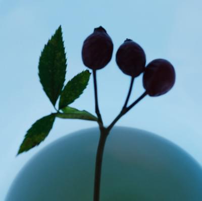 Transparences éphémères - Eglantier 1 carré.jpg